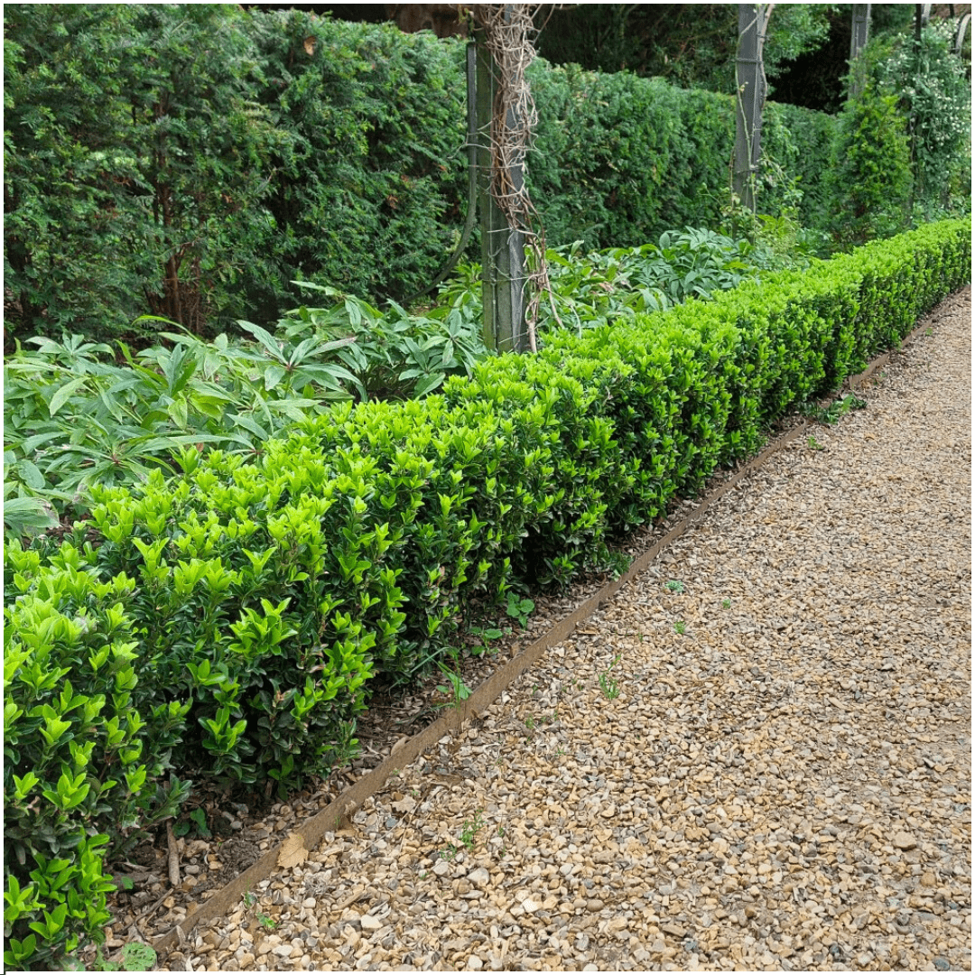 2 x 6 pack Euonymus 'Green Spire' - Ø 7 cm - ↨ 15 cm - Happy City Plants