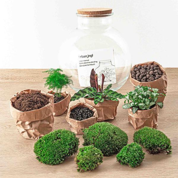 DIY terrarium - Bolder Bob - โ 30 cm - Normaal - Happy City Plants