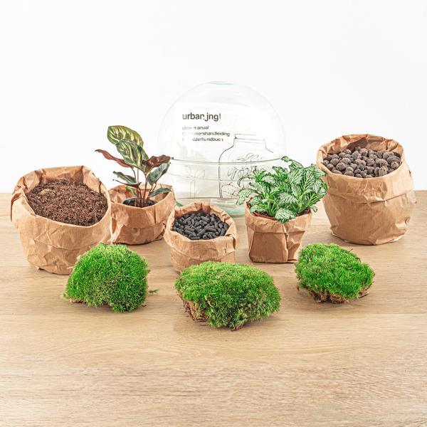 DIY terrarium - Dome - ↕ 20 cm - Normal - Happy City Plants