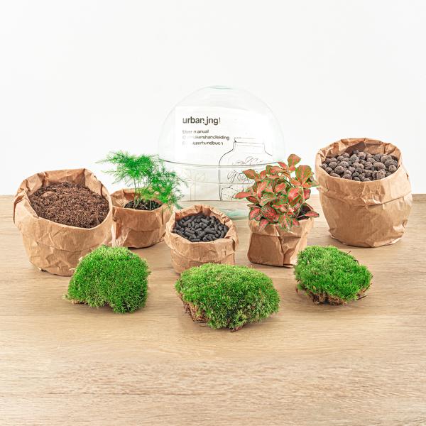 DIY terrarium - Dome Red - ↕ 20 cm - Normal - Happy City Plants