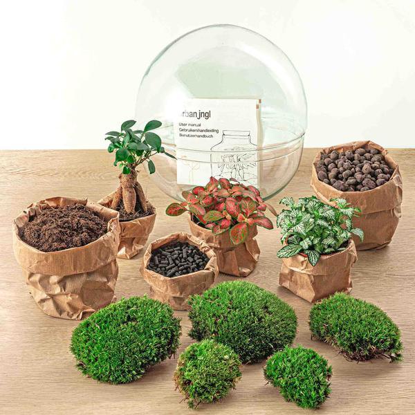 DIY terrarium - Dome XL - Ficus Ginseng Bonsai - ↕ 30 cm - Normal - Happy City Plants