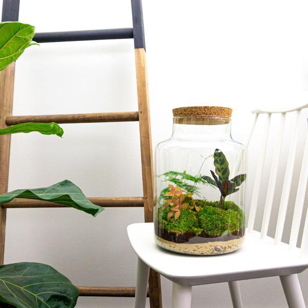DIY terrarium - Milky - ↕ 30 cm - Normal - Happy City Plants