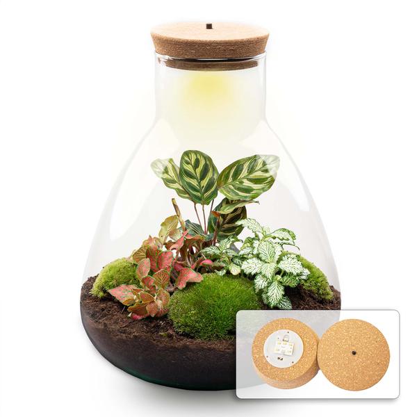 DIY terrarium - Sam Coffea met lamp - ↕ 30 cm - Normal - Happy City Plants