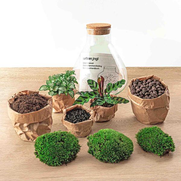 DIY terrarium – Sammie – ↕ 27 cm - Happy City Plants