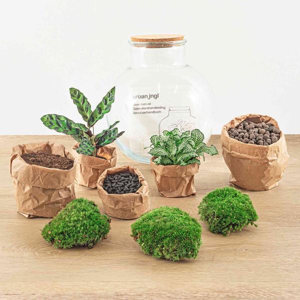 DIY terrarium - Teddy - ↕ 26,5 cm - Normal - Happy City Plants