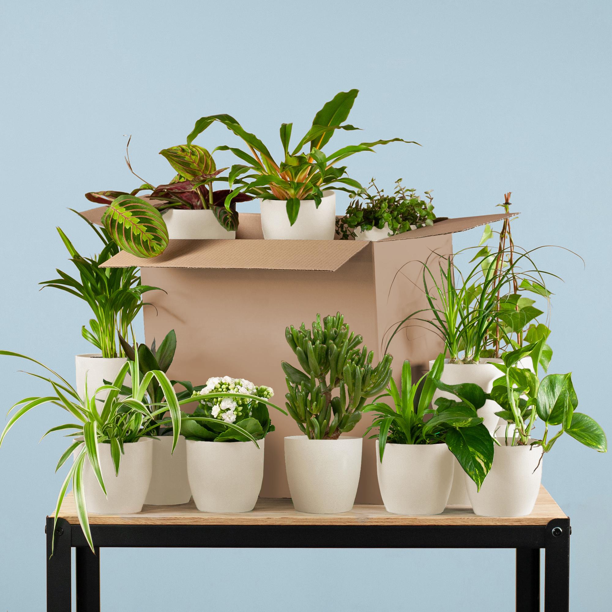Groene Kneusjesbox (12 stuks) - incl. 12 x pot Viber wit - Happy City Plants