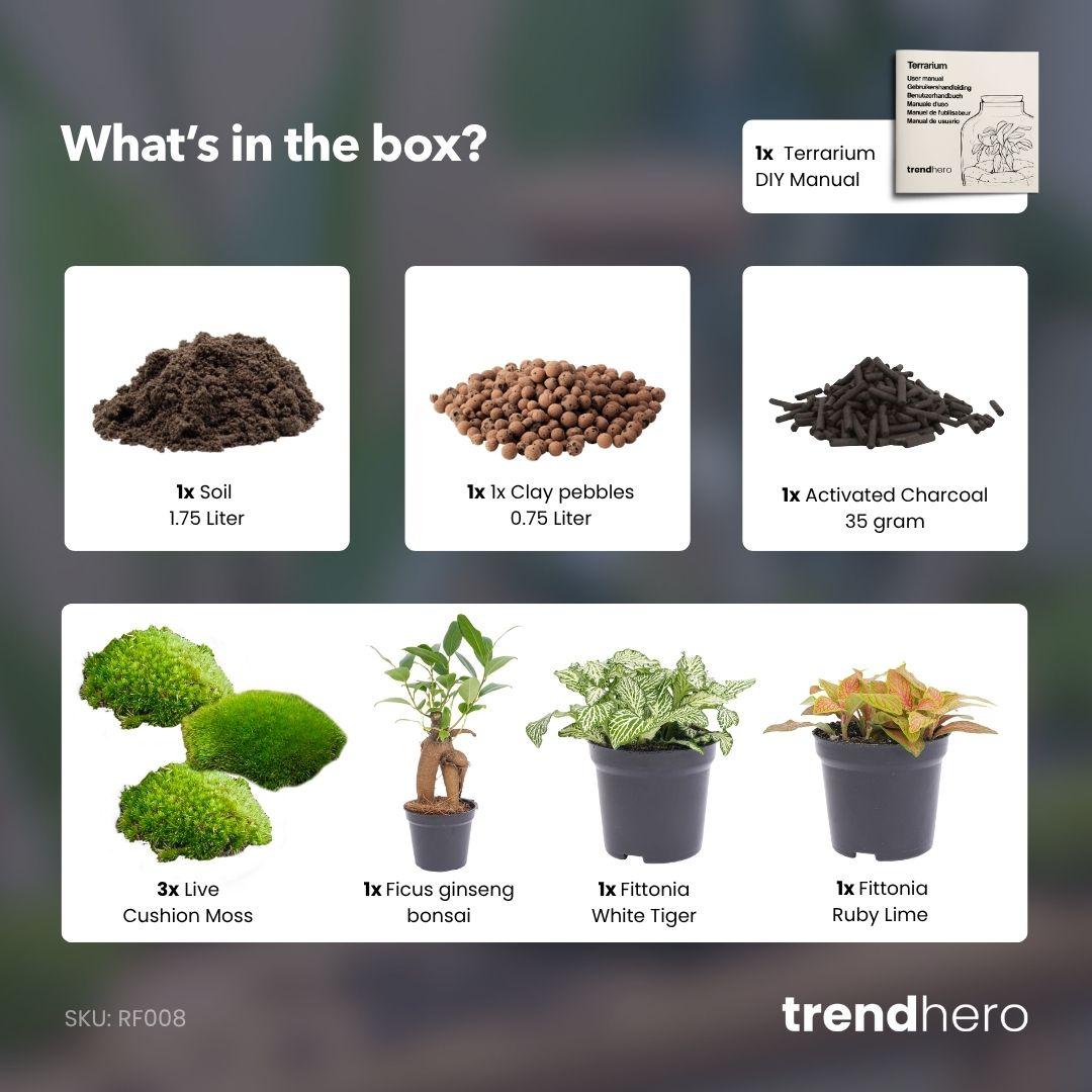Planten terrarium navulling & Startpakket - Ficus Ginseng bonsai - Happy City Plants
