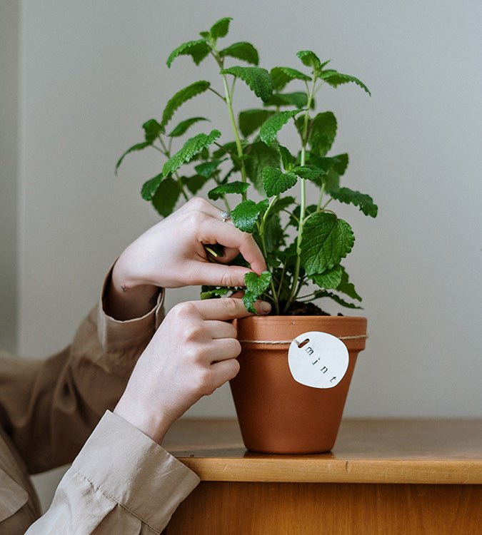 De Leukste en Makkelijkste Binnenplanten voor de Winter - Happy City Plants