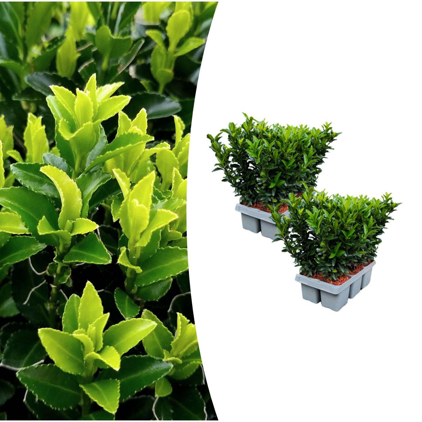 2 x 6 pack Euonymus 'Green Spire' - Ø 7 cm - ↨ 15 cm - Happy City Plants