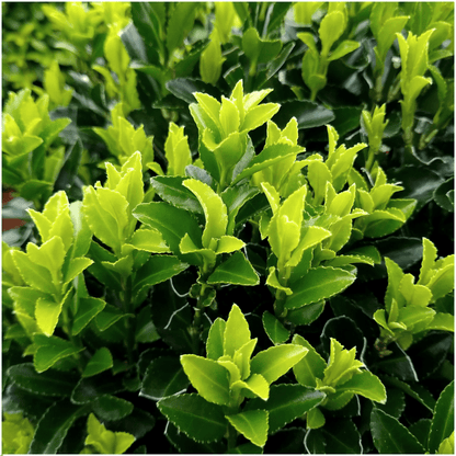 2 x 6 pack Euonymus 'Green Spire' - Ø 7 cm - ↨ 15 cm - Happy City Plants