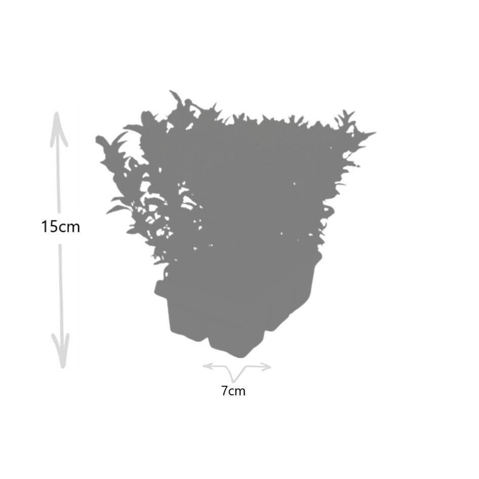 2 x 6 pack Euonymus 'Green Spire' - Ø 7 cm - ↨ 15 cm - Happy City Plants