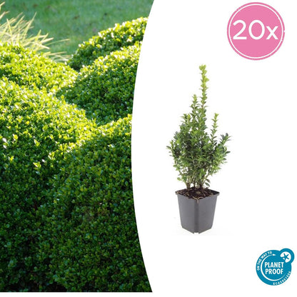 20x Buxus Sempervirens - ↕10 - 25cm - Ø9cm - Happy City Plants