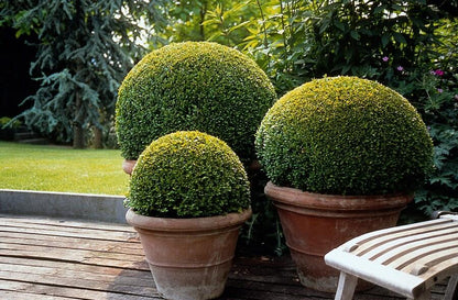 20x Buxus Sempervirens - ↕10 - 25cm - Ø9cm - Happy City Plants