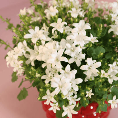 2x Campanula Addenda Ambella White in Berry sierpotten - potmaat 12cm - vaste plant - winterhard - Happy City Plants