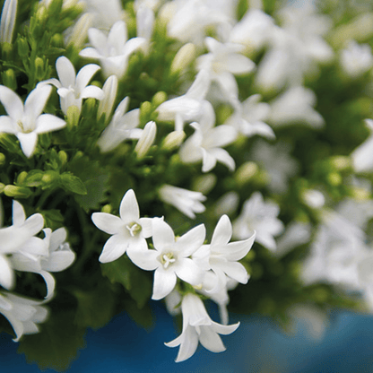 2x Campanula Addenda Ambella White in Berry sierpotten - potmaat 12cm - vaste plant - winterhard - Happy City Plants