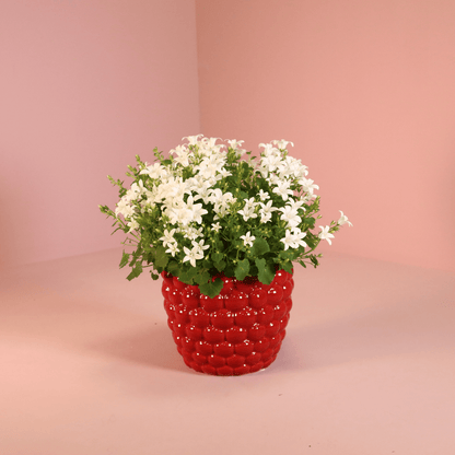 2x Campanula Addenda Ambella White in Berry sierpotten - potmaat 12cm - vaste plant - winterhard - Happy City Plants