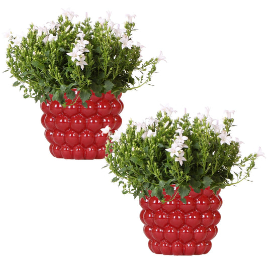 2x Campanula Addenda Ambella White in Berry sierpotten - potmaat 12cm - vaste plant - winterhard - Happy City Plants