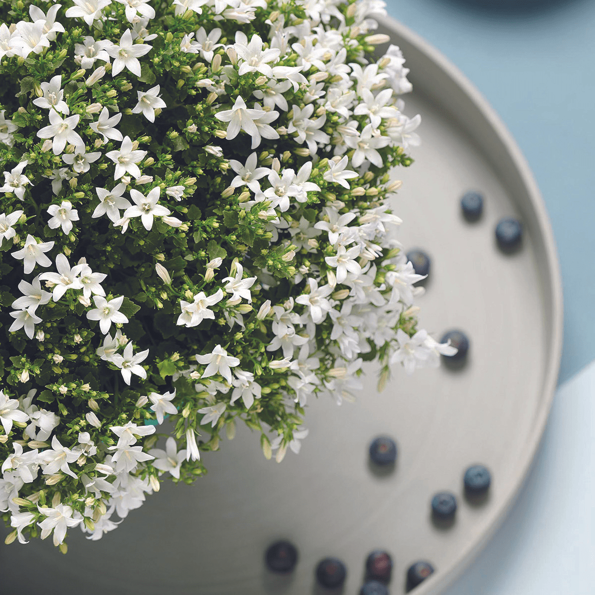 2x Campanula Addenda Ambella White in Berry sierpotten - potmaat 12cm - vaste plant - winterhard - Happy City Plants