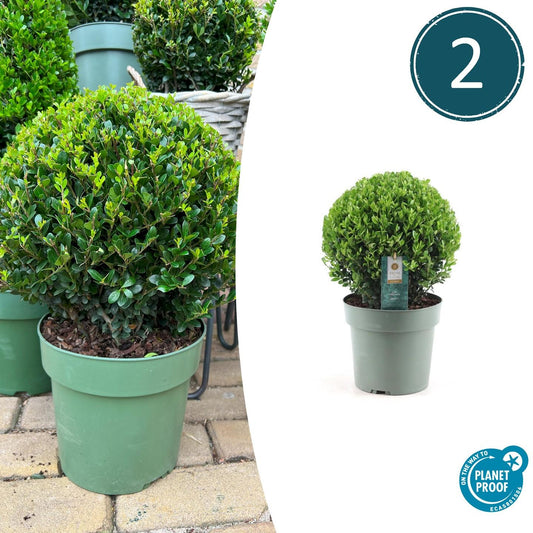 2x Ilex crenata 'Jenny' bol XL | set van 2 stuks | 25 cm Ø - Happy City Plants