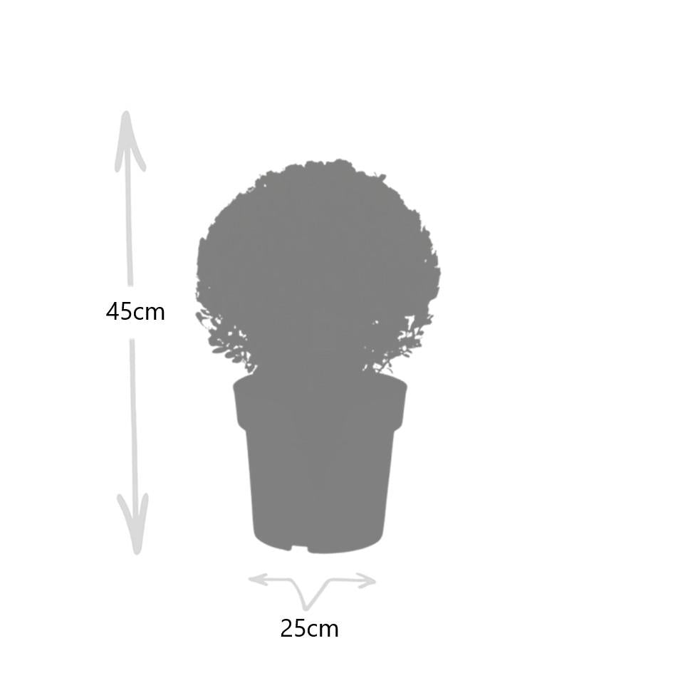 2x Ilex crenata 'Jenny' bol XL | set van 2 stuks | 25 cm Ø - Happy City Plants