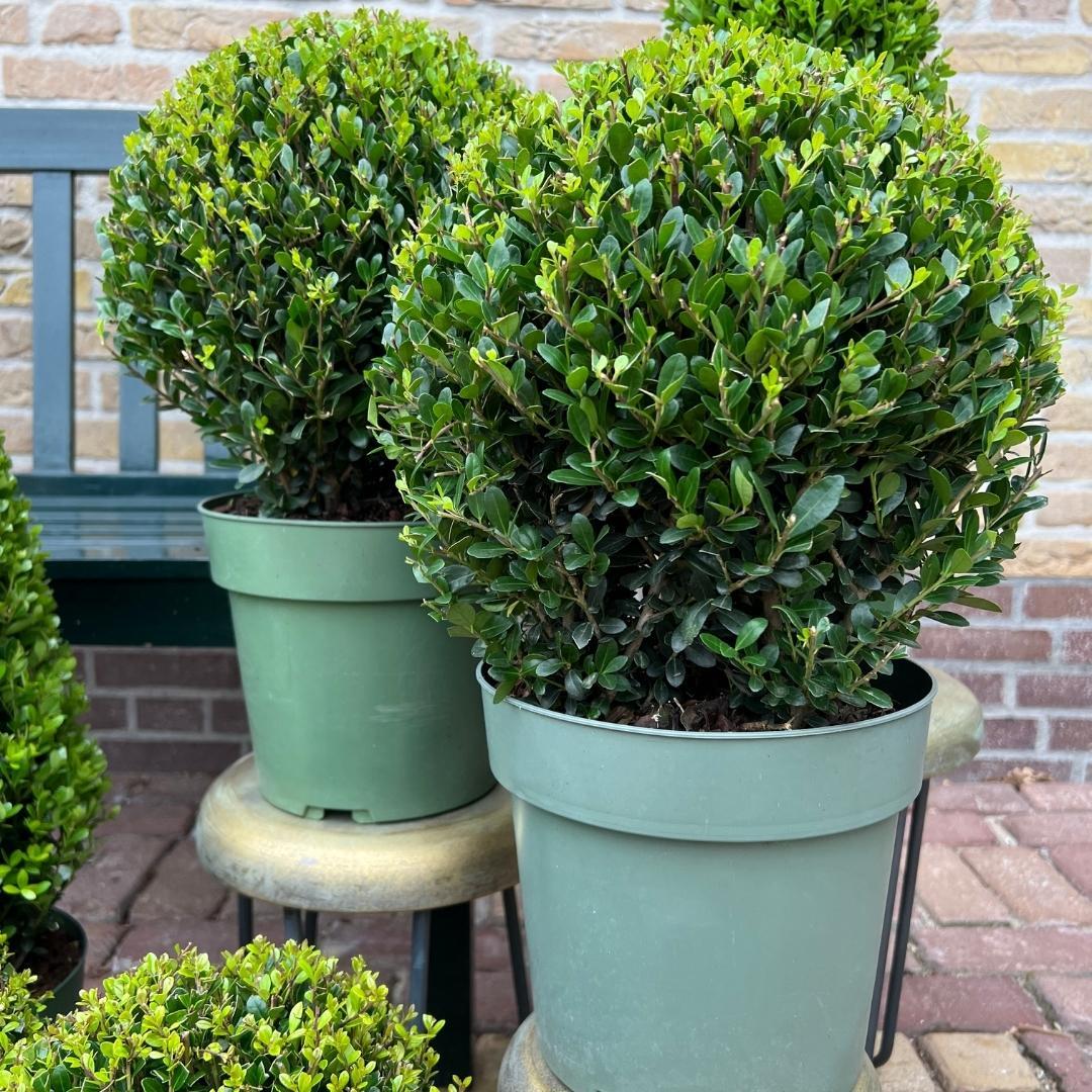 2x Ilex crenata 'Jenny' bol XL | set van 2 stuks | 25 cm Ø - Happy City Plants