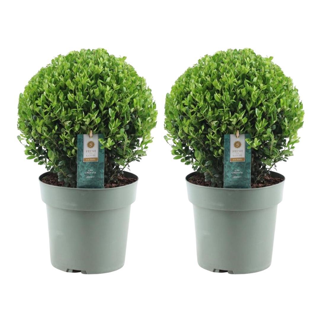 2x Ilex crenata 'Jenny' bol XL | set van 2 stuks | 25 cm Ø - Happy City Plants