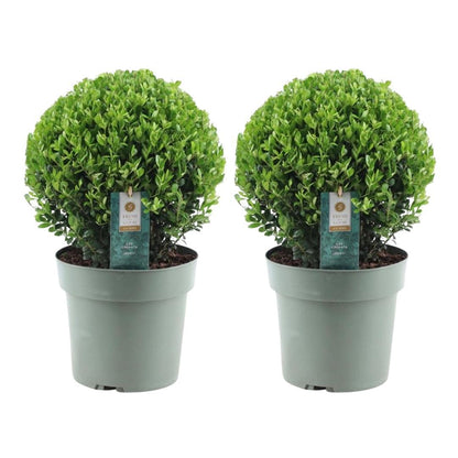 2x Ilex crenata 'Jenny' bol XL | set van 2 stuks | 25 cm Ø - Happy City Plants
