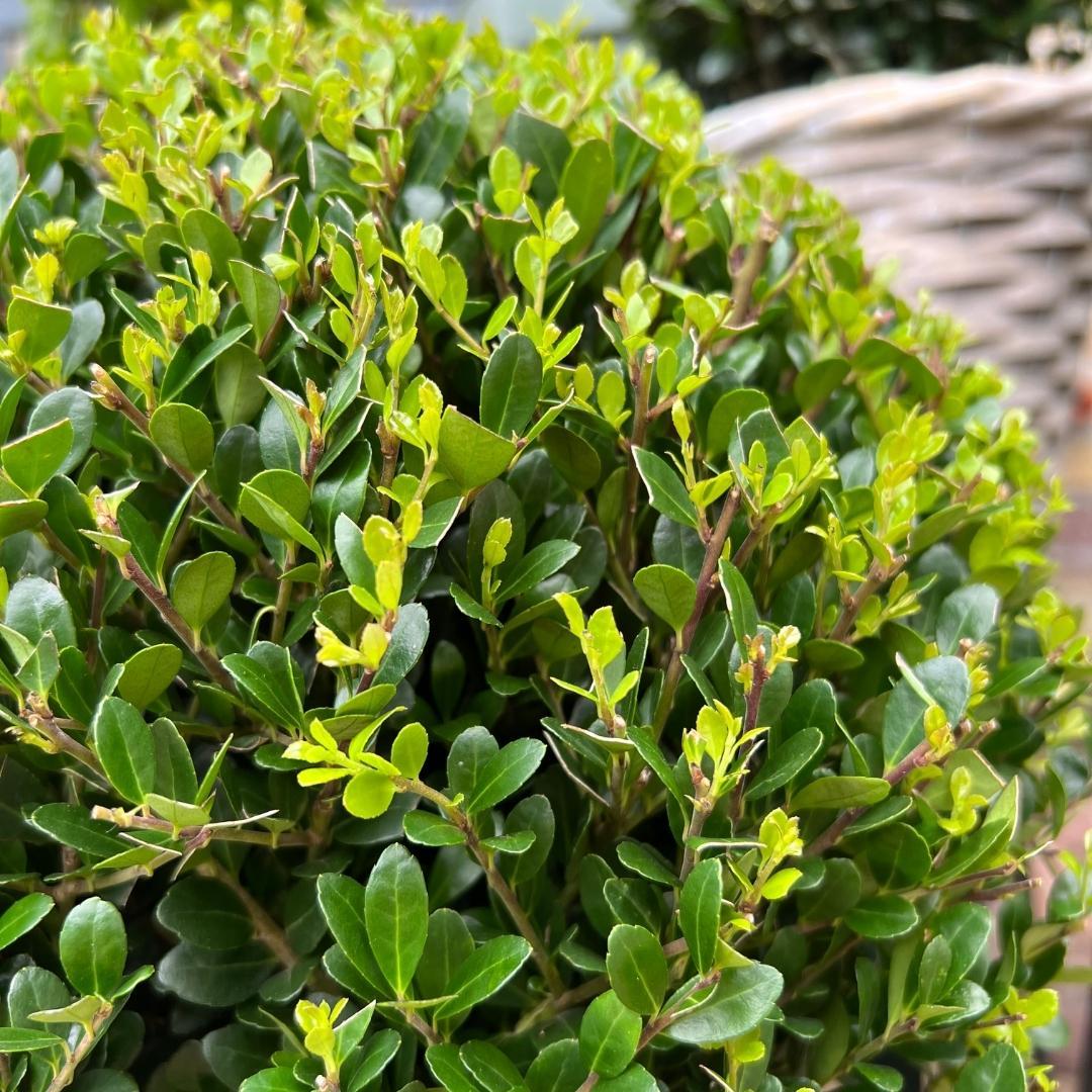 2x Ilex crenata 'Jenny' bol XL | set van 2 stuks | 25 cm Ø - Happy City Plants