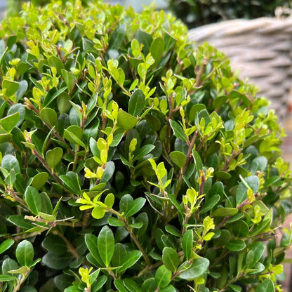 2x Ilex crenata 'Jenny' bol XL | set van 2 stuks | 25 cm Ø - Happy City Plants
