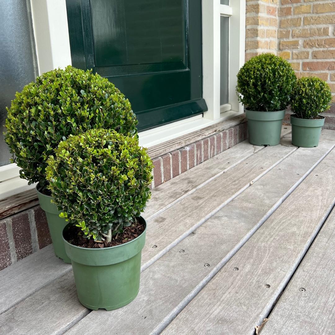 2x Ilex crenata 'Jenny' bol XL | set van 2 stuks | 25 cm Ø - Happy City Plants