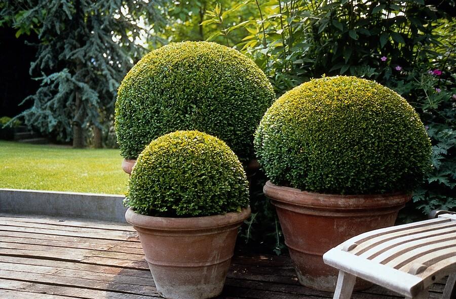 6x Buxus Sempervirens - ↕10 - 25cm - Ø9cm - Happy City Plants
