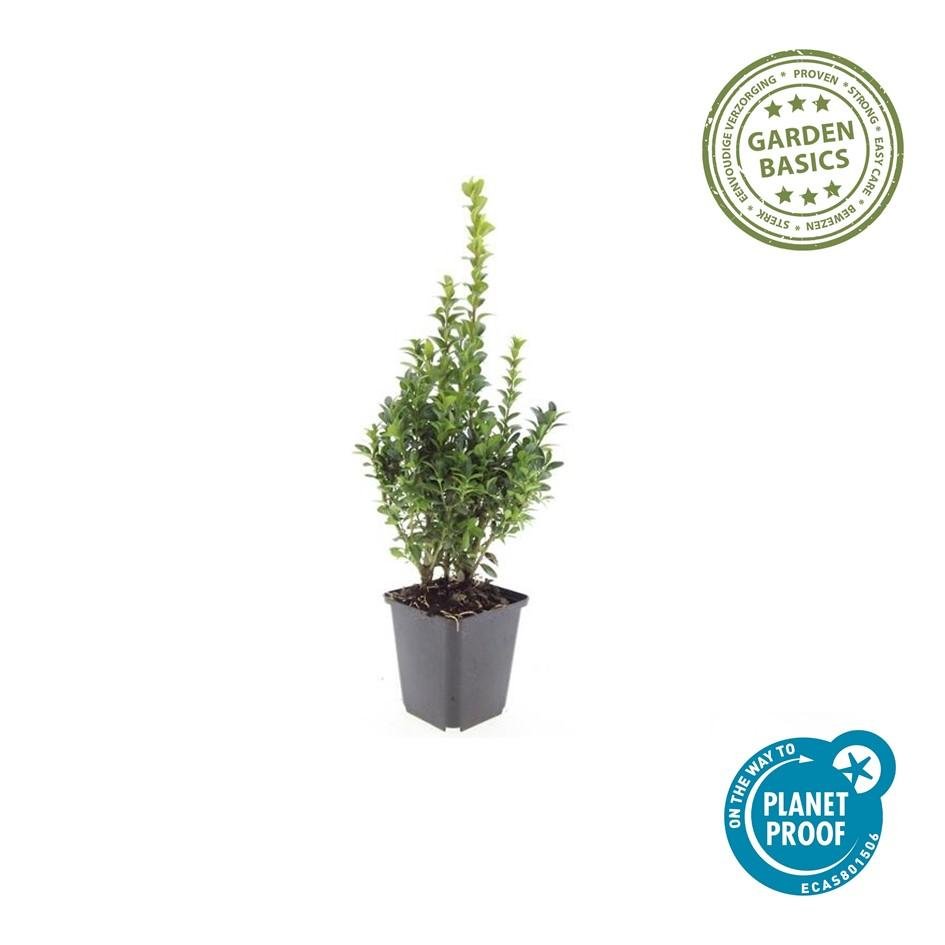 6x Buxus Sempervirens - ↕10 - 25cm - Ø9cm - Happy City Plants