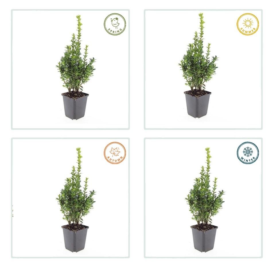 6x Buxus Sempervirens - ↕10 - 25cm - Ø9cm - Happy City Plants