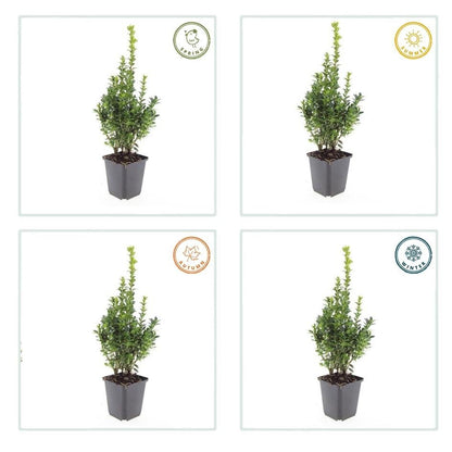 6x Buxus Sempervirens - ↕10 - 25cm - Ø9cm - Happy City Plants