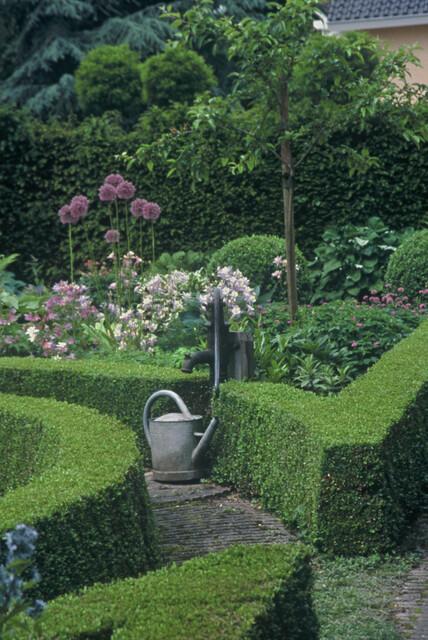 6x Buxus Sempervirens - ↕10 - 25cm - Ø9cm - Happy City Plants