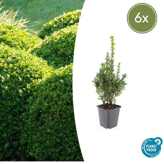 6x Buxus Sempervirens - ↕10 - 25cm - Ø9cm - Happy City Plants