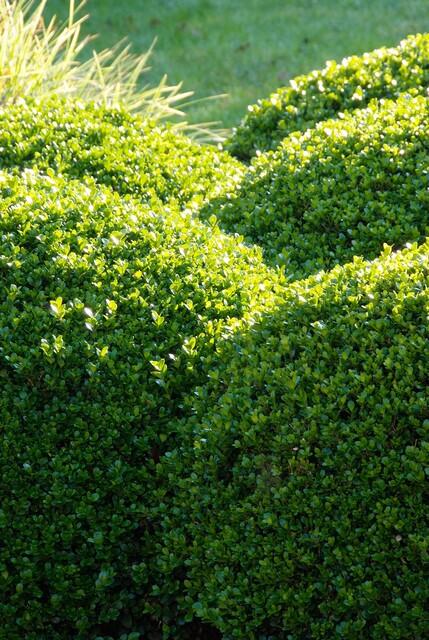 6x Buxus Sempervirens - ↕10 - 25cm - Ø9cm - Happy City Plants