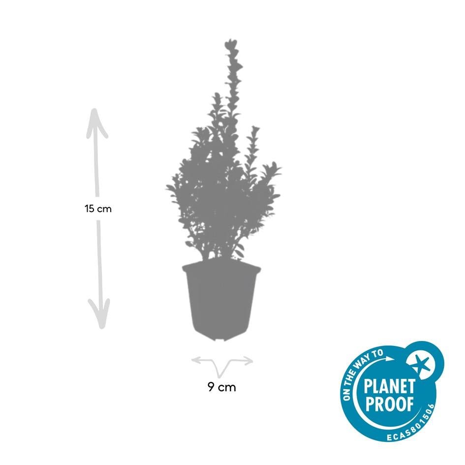 6x Buxus Sempervirens - ↕10 - 25cm - Ø9cm - Happy City Plants