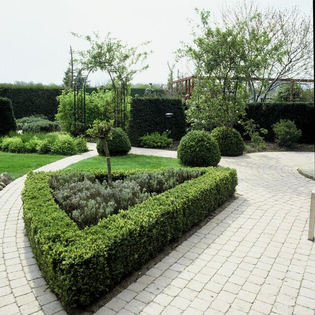 6x Buxus Sempervirens - ↕10 - 25cm - Ø9cm - Happy City Plants