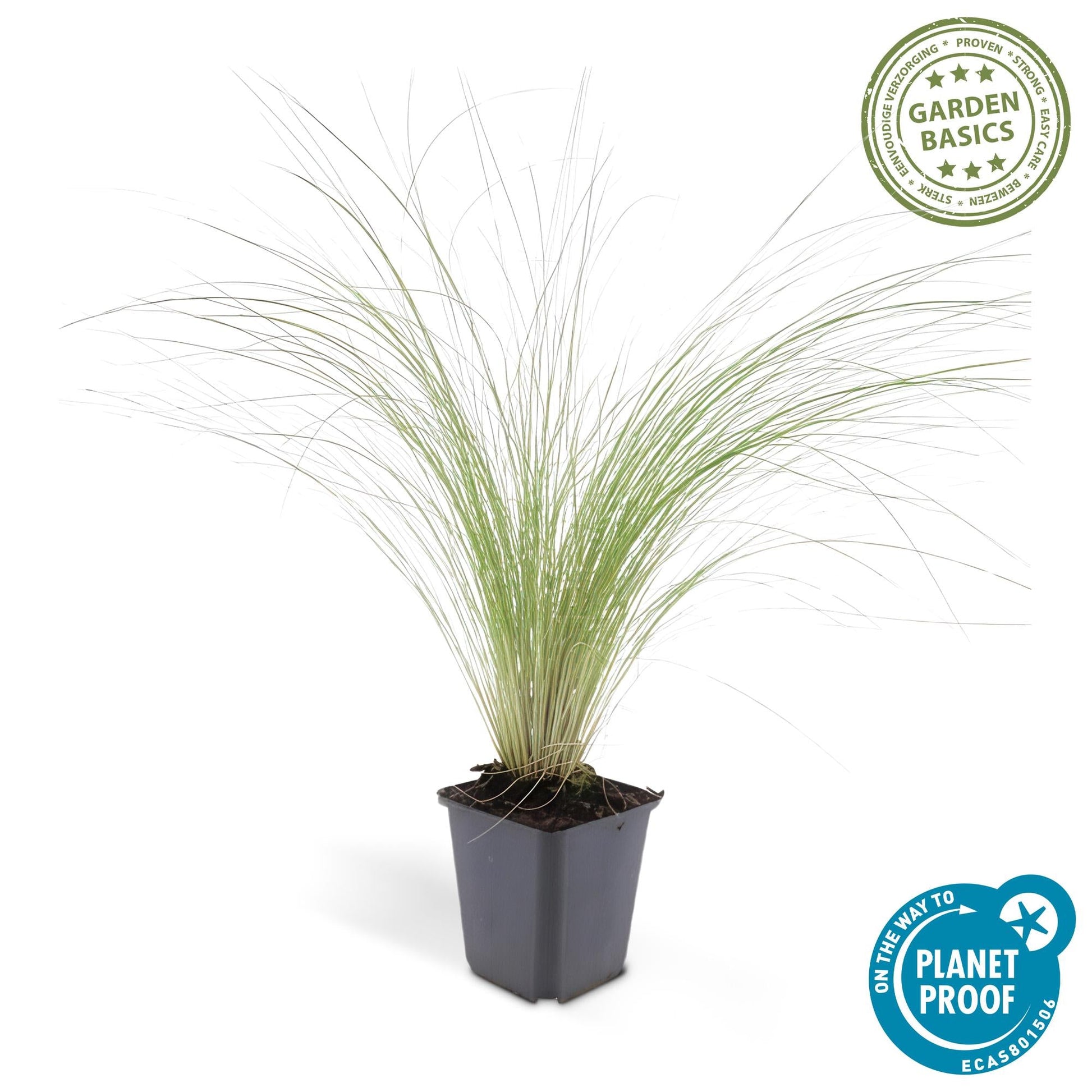 6x Stipa tenuissima 'Ponytails' - ↕10 - 25cm - Ø9cm - Happy City Plants
