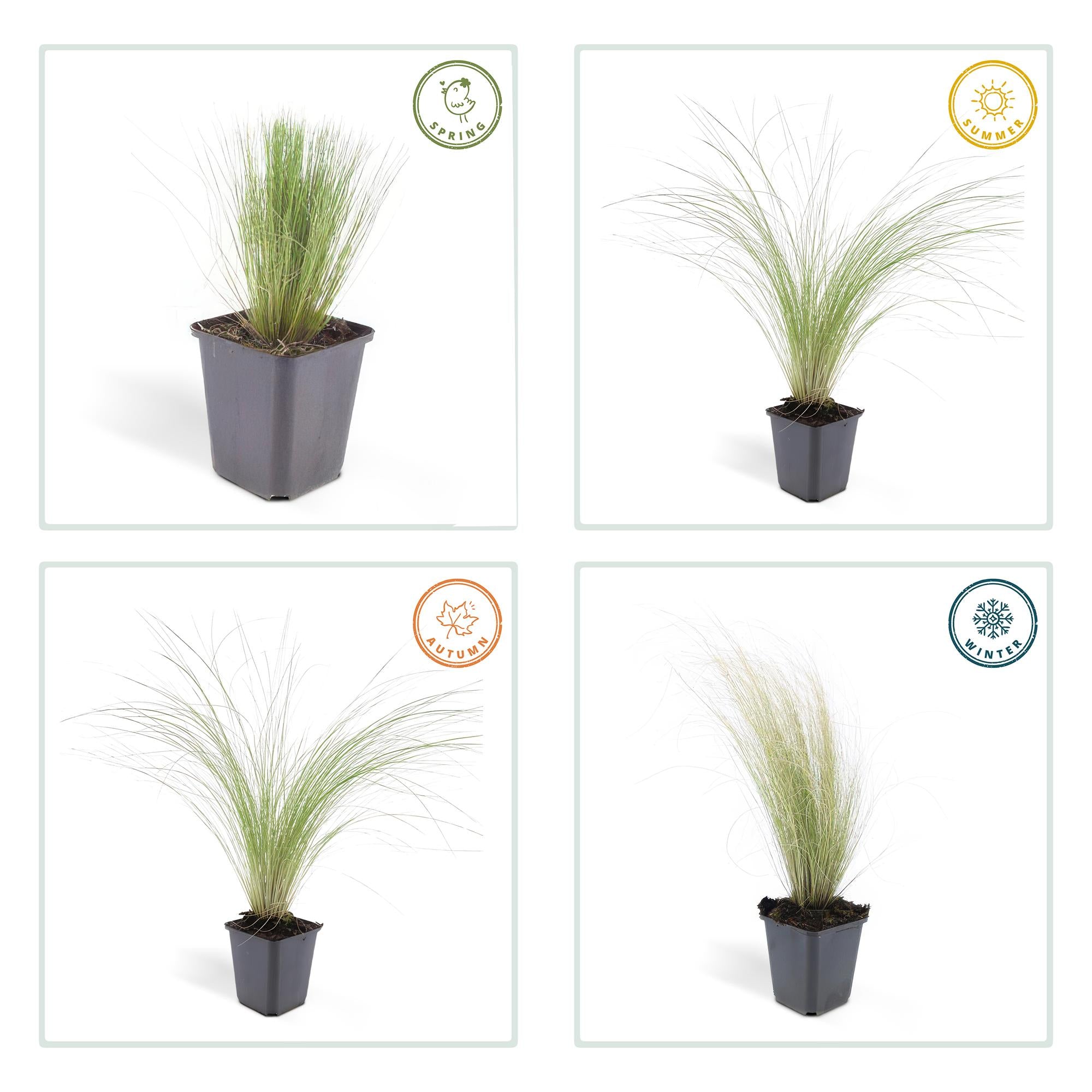 6x Stipa tenuissima 'Ponytails' - ↕10 - 25cm - Ø9cm - Happy City Plants
