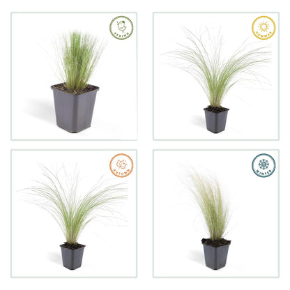 6x Stipa tenuissima 'Ponytails' - ↕10 - 25cm - Ø9cm - Happy City Plants
