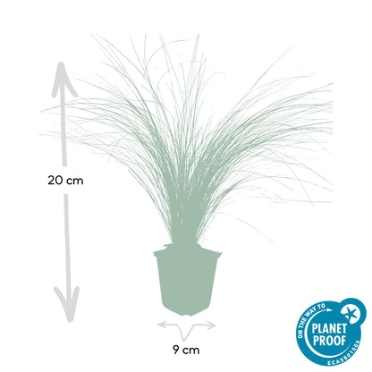 6x Stipa tenuissima 'Ponytails' - ↕10 - 25cm - Ø9cm - Happy City Plants