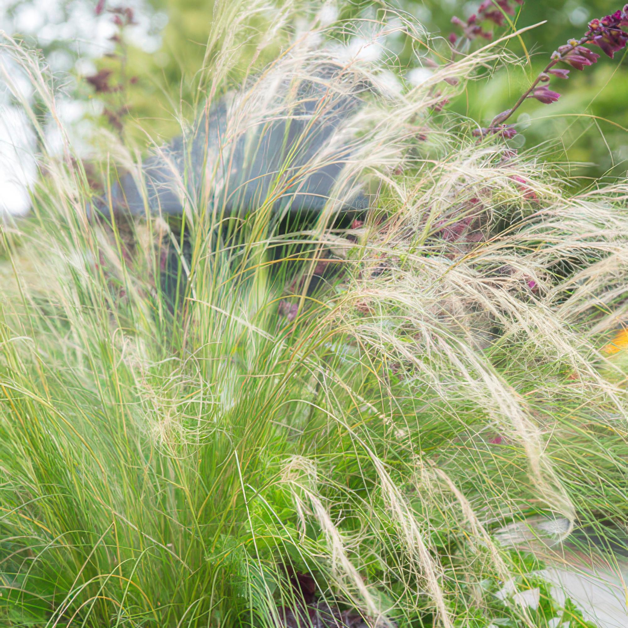 6x Stipa tenuissima 'Ponytails' - ↕10 - 25cm - Ø9cm - Happy City Plants