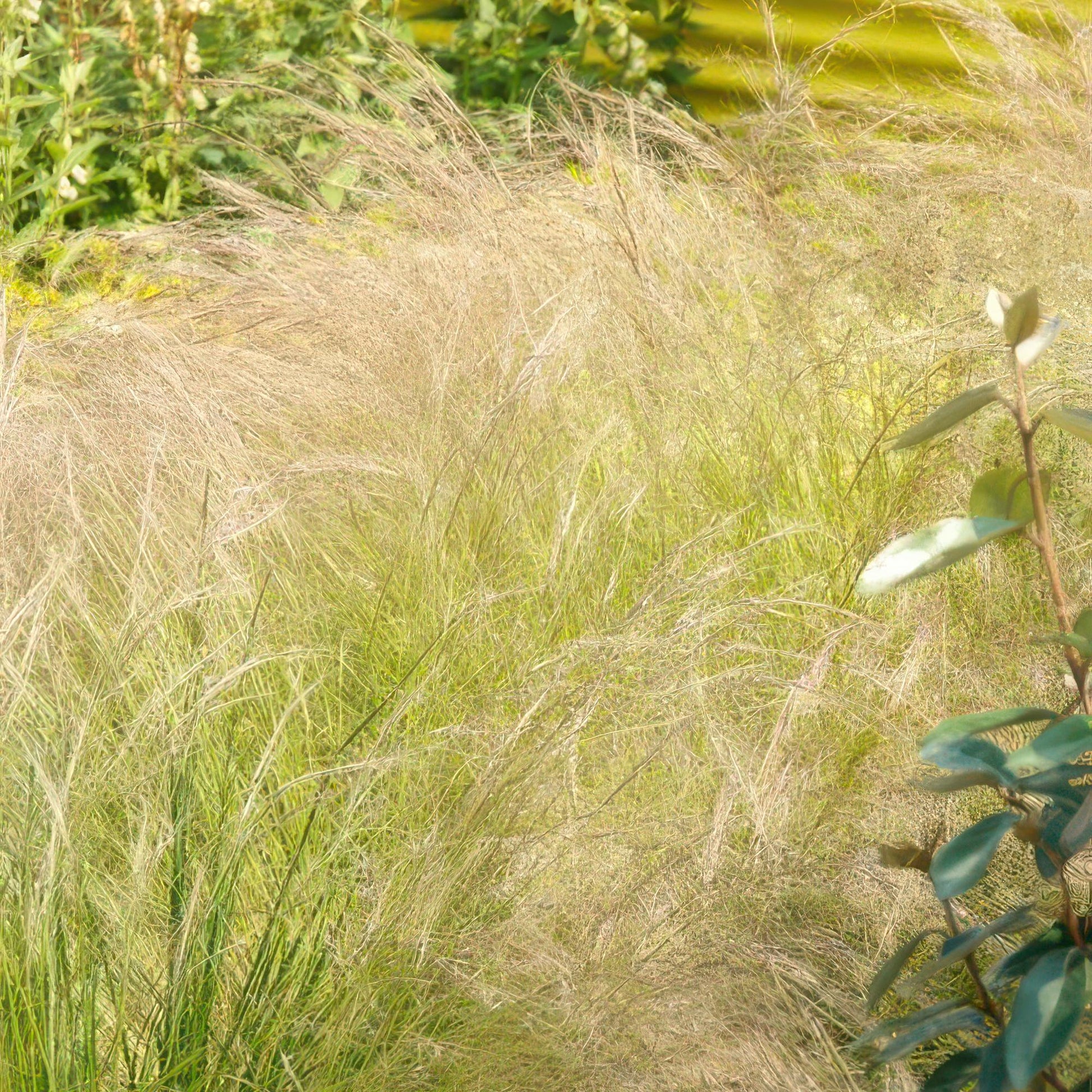 6x Stipa tenuissima 'Ponytails' - ↕10 - 25cm - Ø9cm - Happy City Plants