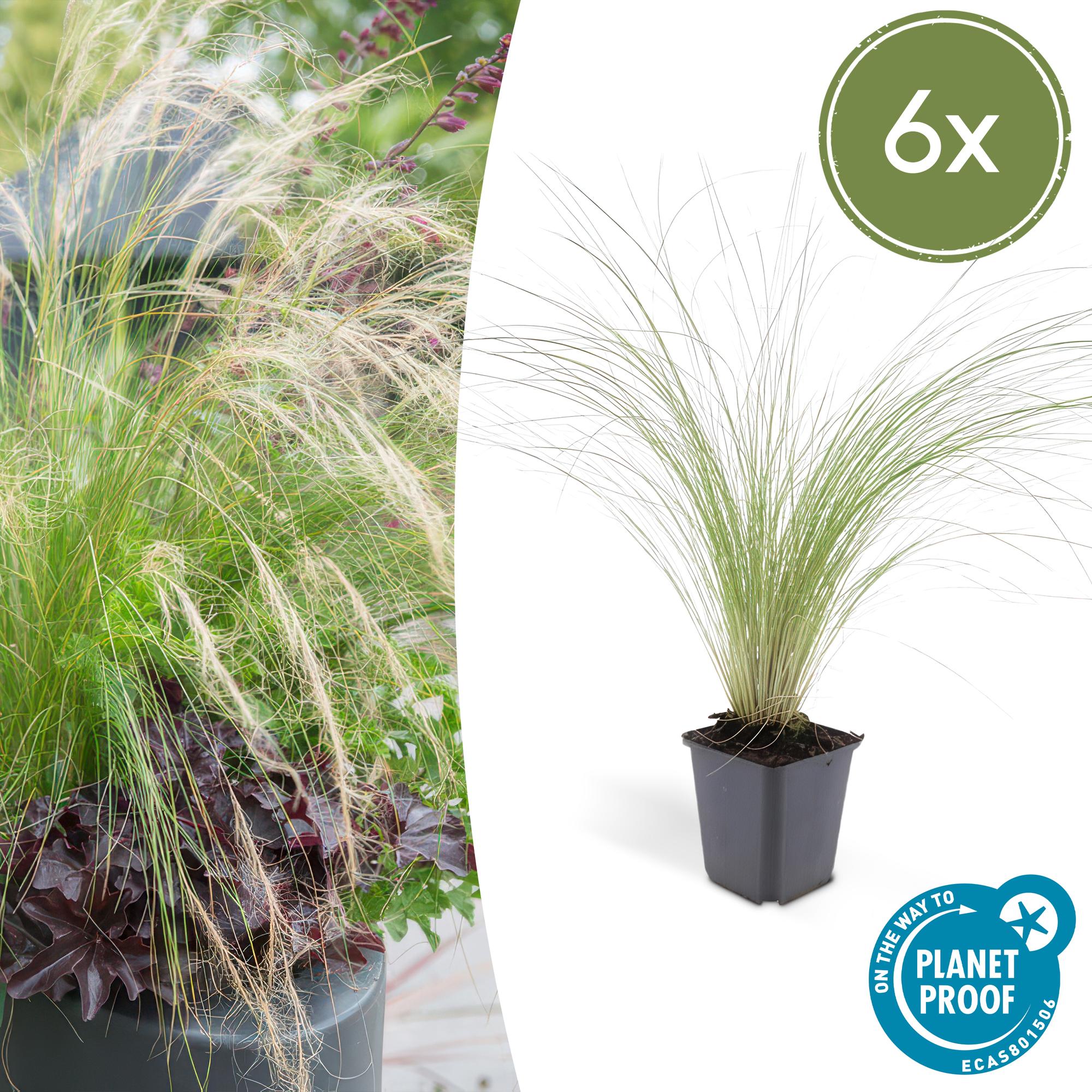 6x Stipa tenuissima 'Ponytails' - ↕10 - 25cm - Ø9cm - Happy City Plants