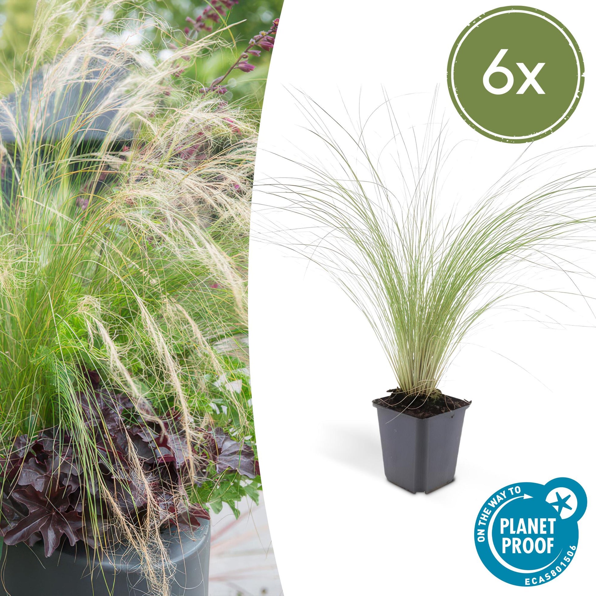 6x Stipa tenuissima 'Ponytails' - ↕10 - 25cm - Ø9cm - Happy City Plants
