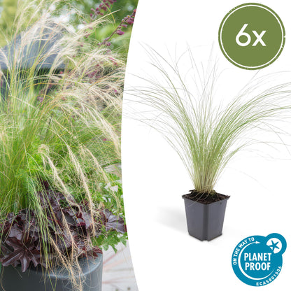 6x Stipa tenuissima 'Ponytails' - ↕10 - 25cm - Ø9cm - Happy City Plants