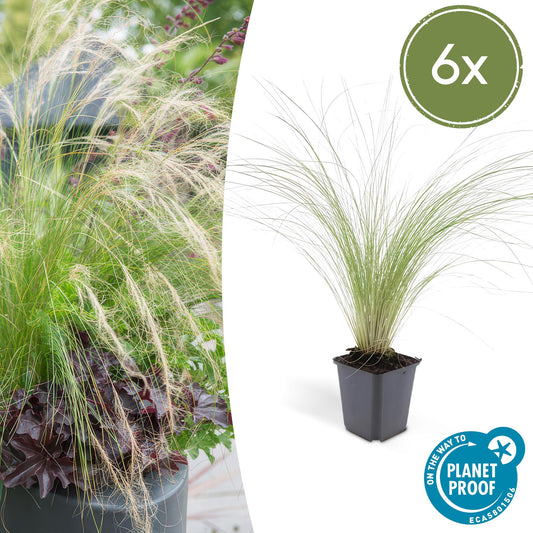 6x Stipa tenuissima 'Ponytails' - ↕10 - 25cm - Ø9cm - Happy City Plants