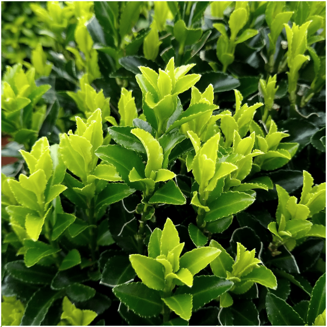 8 x 6 pack Euonymus 'Green Spire' - Ø 7 cm - ↨ 15 cm - Happy City Plants